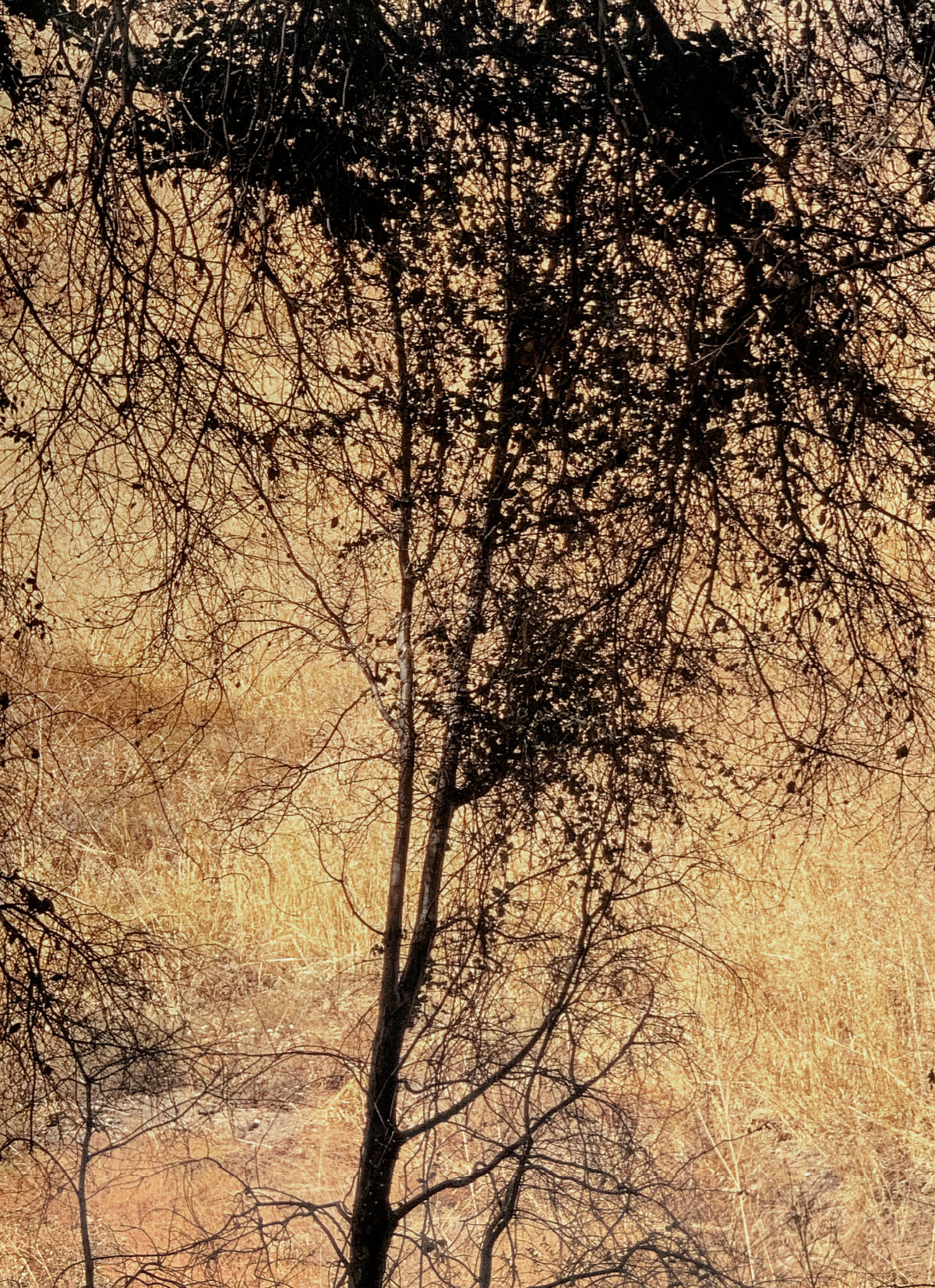 褐色に艶めく、木肌の抱擁