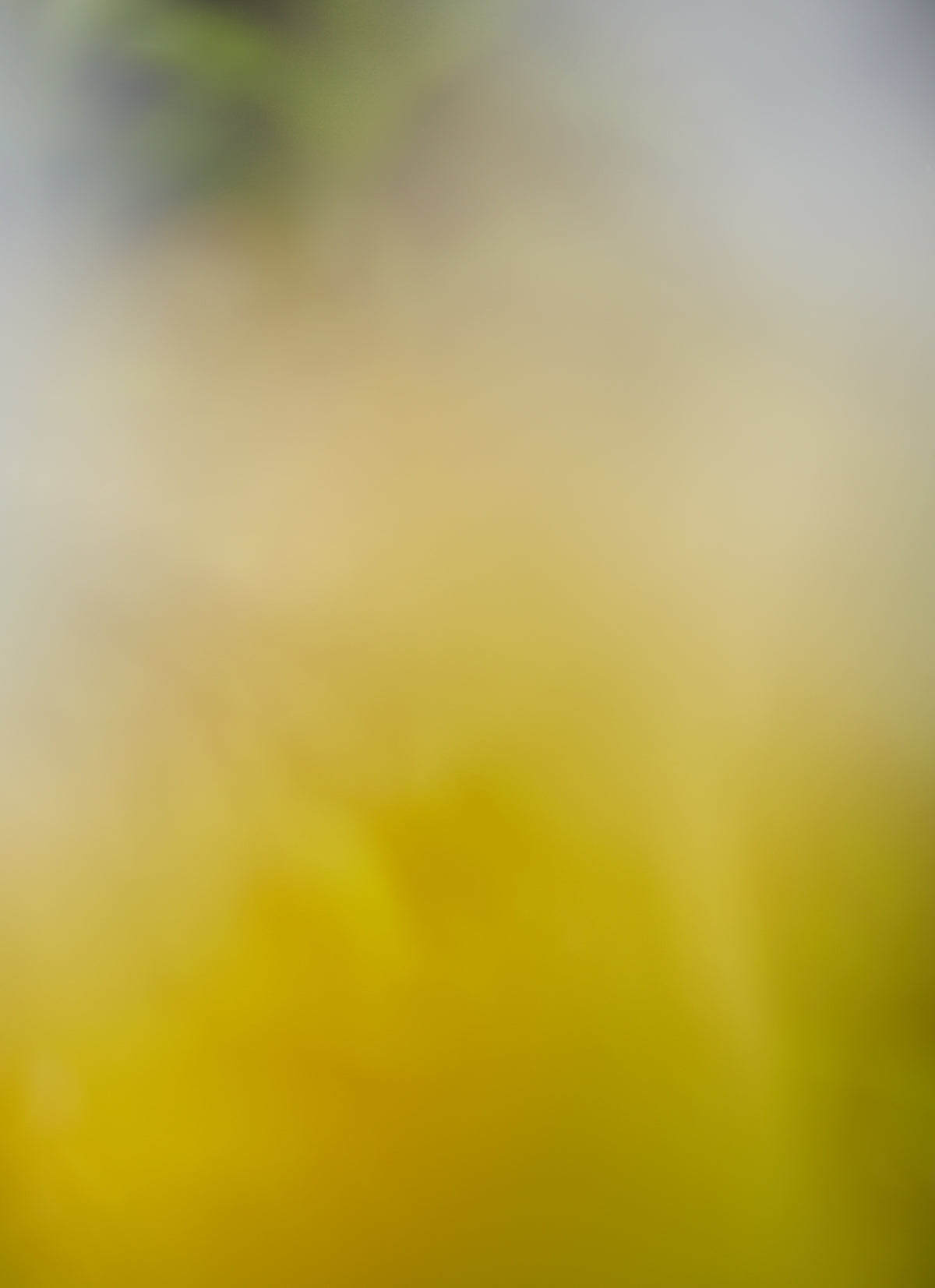 霧の奥に華やぐ、金色の花影