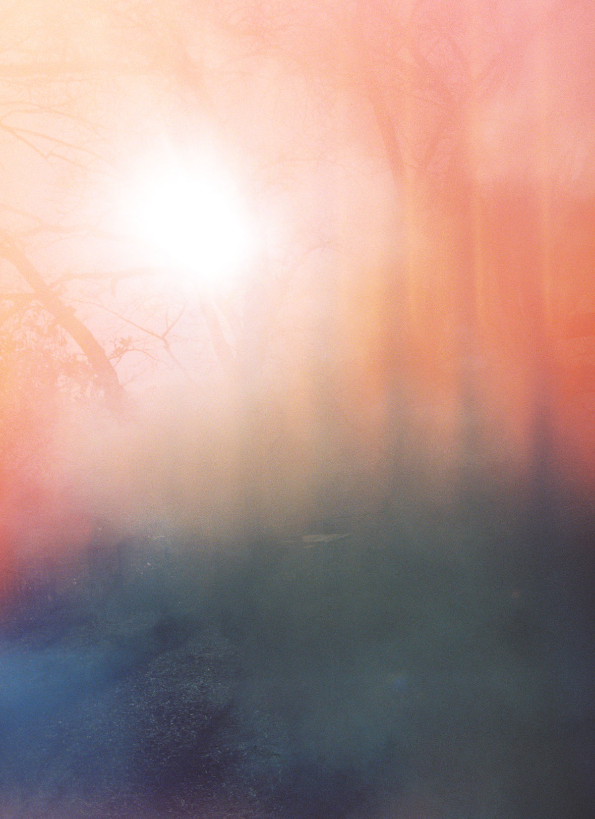 赤く夕陽に染まる、薔薇の官能